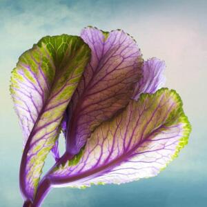 Creative 2nd Place - Ornamental Cabbage Kathy Urbach