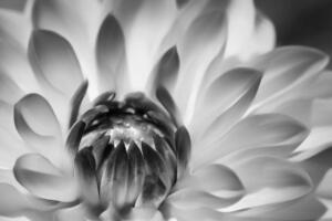 Monochrome 1st Place – Blooming Armand Gelinas