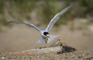 Color A First Place Tern vs Ghost Crab by Kathy Bargar