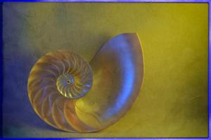 Creative - 1st Place Nautilus Glow by Laura Howell