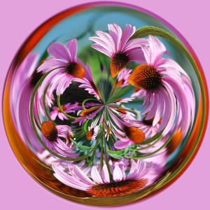 Creative - 3rd Place Cone Flower Orb by Laura Howell
