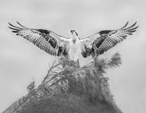 Monochrome 2nd Place, Look Ma, Top of the World by Jeff Bishop