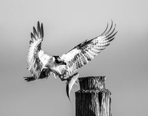 Monochrome - 3rd Place Fish Hawk by Jim Peters