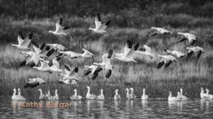 Monochrome AB First Place Snowing Snow Geese by Kathy Bargar