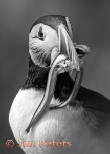 Monochrome AB Third Place Puffin Chow by Jim Peters