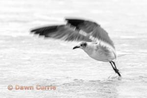 Laughing-Gull-Take-Off-by-Dawn-Currie-11-2021